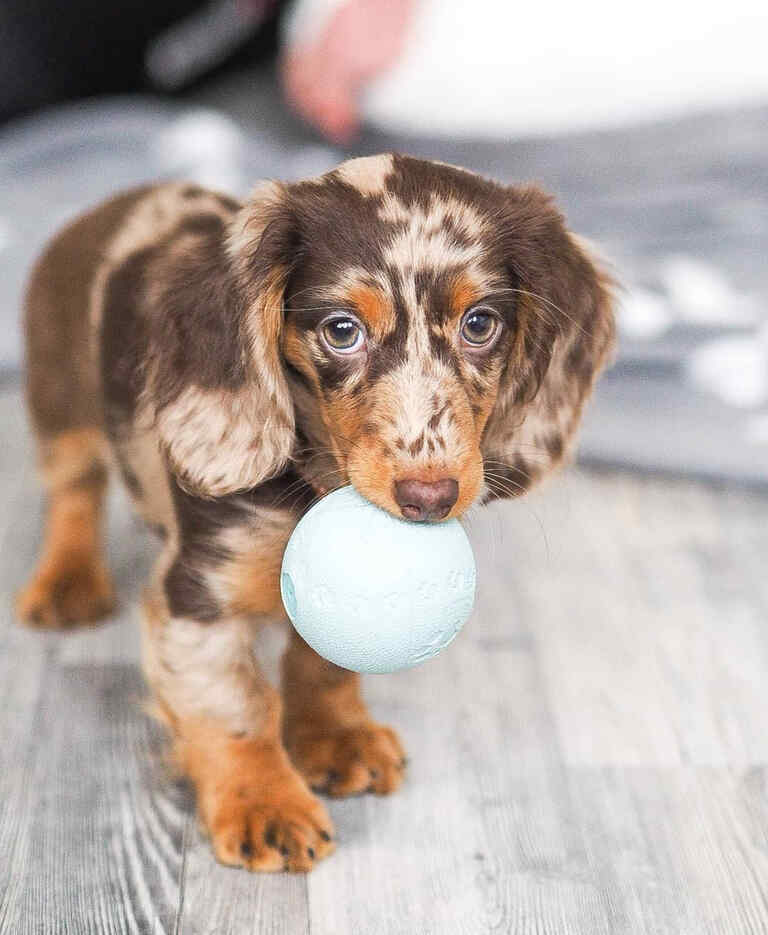 double dapple dachshunds