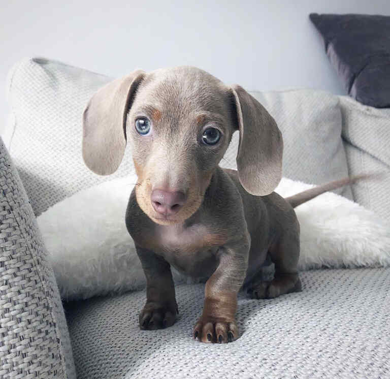 short haired dapple dachshund