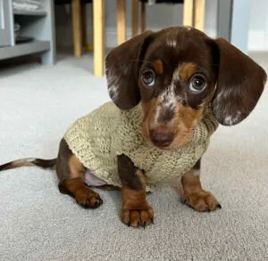 dachshund dapple