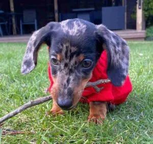 cream wire haired dachshund