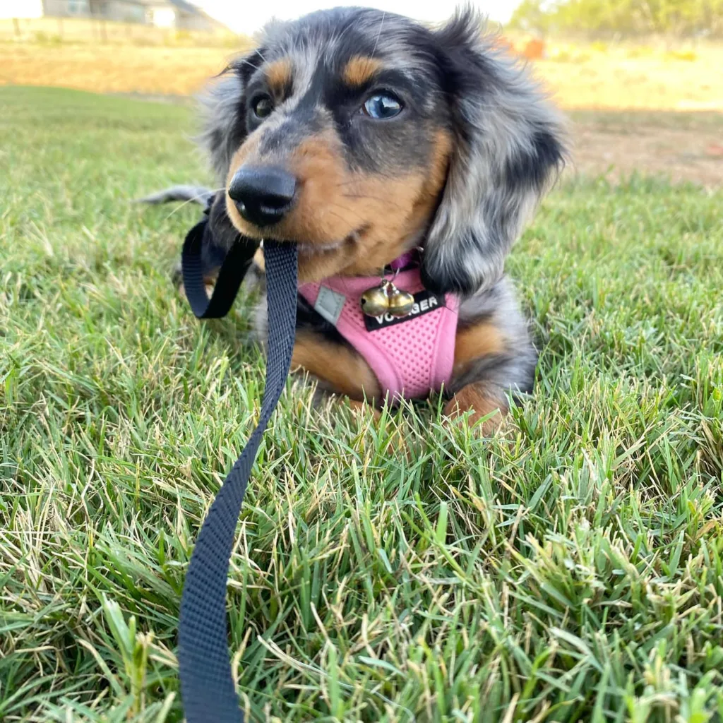 shaded english cream dachshund