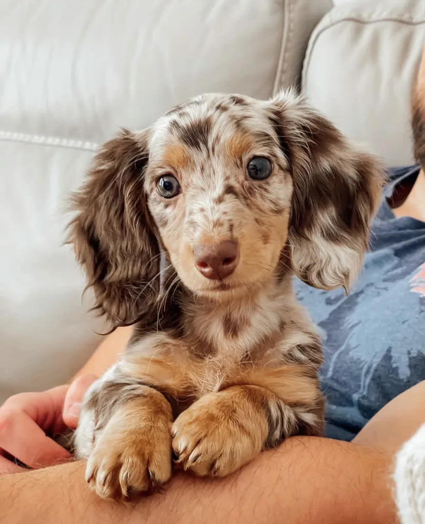 white cream dachshund