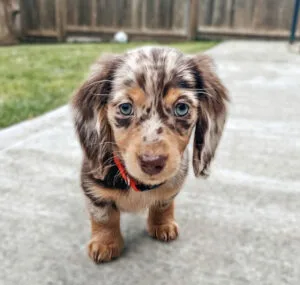 english shaded cream dachshund