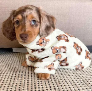 cream piebald dachshund puppies