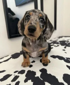 dachshund puppies for sale in pa under $500