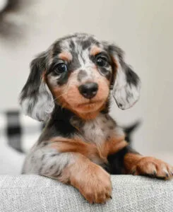 dachshund puppies for sale under $300 in ohio