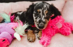 dachshund puppies under $500 near me