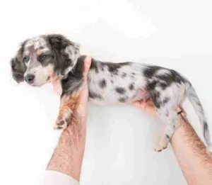 silver dapple miniature dachshund