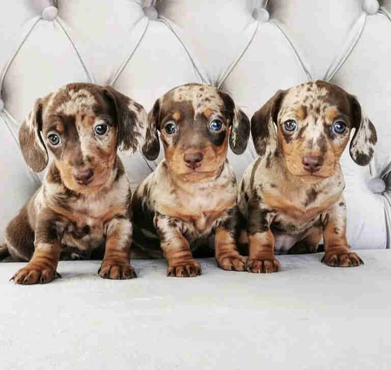 miniature fluffy dachshund