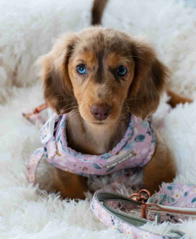 piebald wire haired dachshund