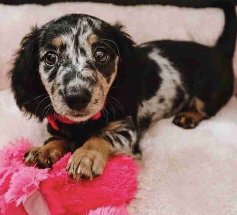 silky wire hair dachshund