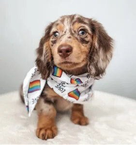 wire haired miniature dachshund puppy