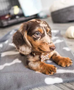 wire haired dapple dachshund