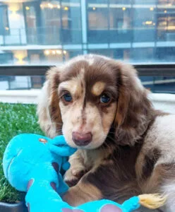 wire haired dachshund puppy for sale