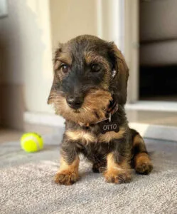 long haired dachshund puppies under $500