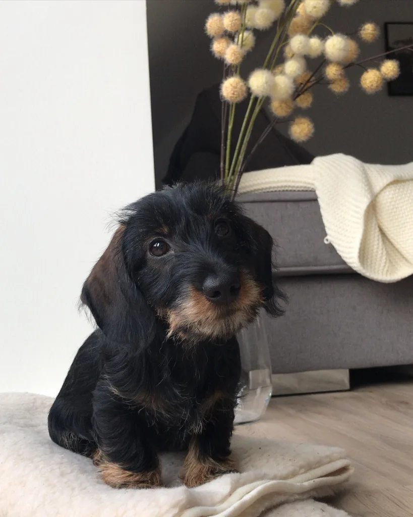 Blond long haired dachshund