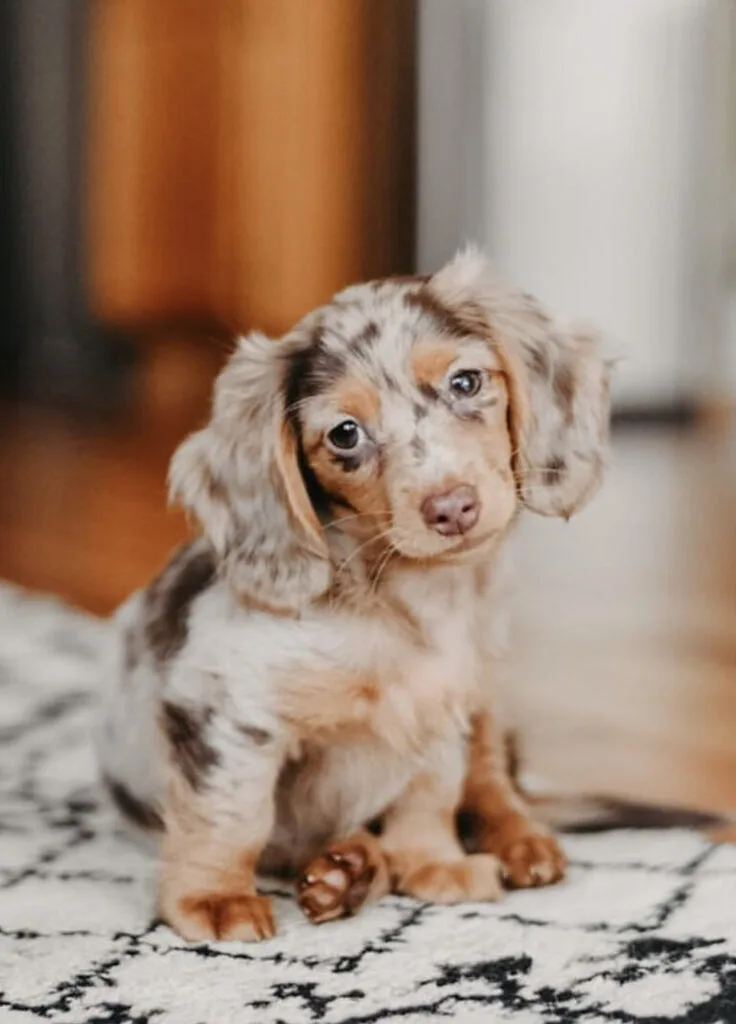 long haired spotted dachshund