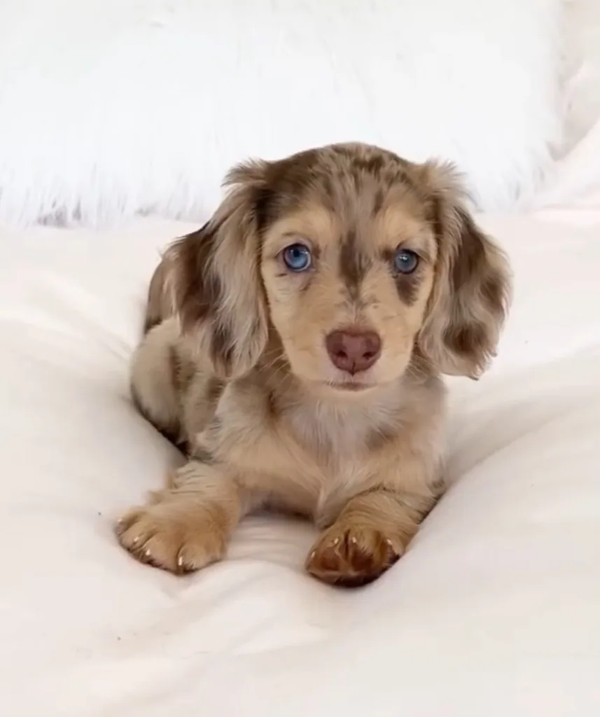 long haired silver dapple dachshund