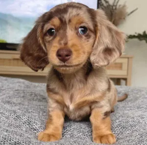 Long haired dapple dachshund puppy