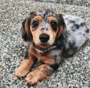 White long haired dachshund