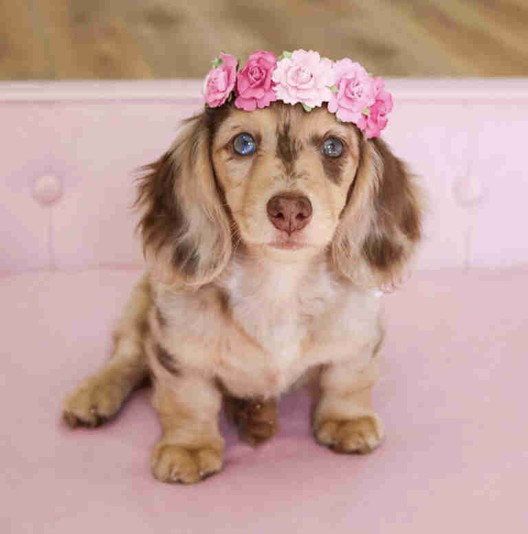 Cream long haired dachshund puppies