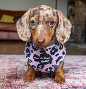 Miniature long haired dachshunds