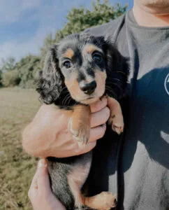 Longhaired dachshund