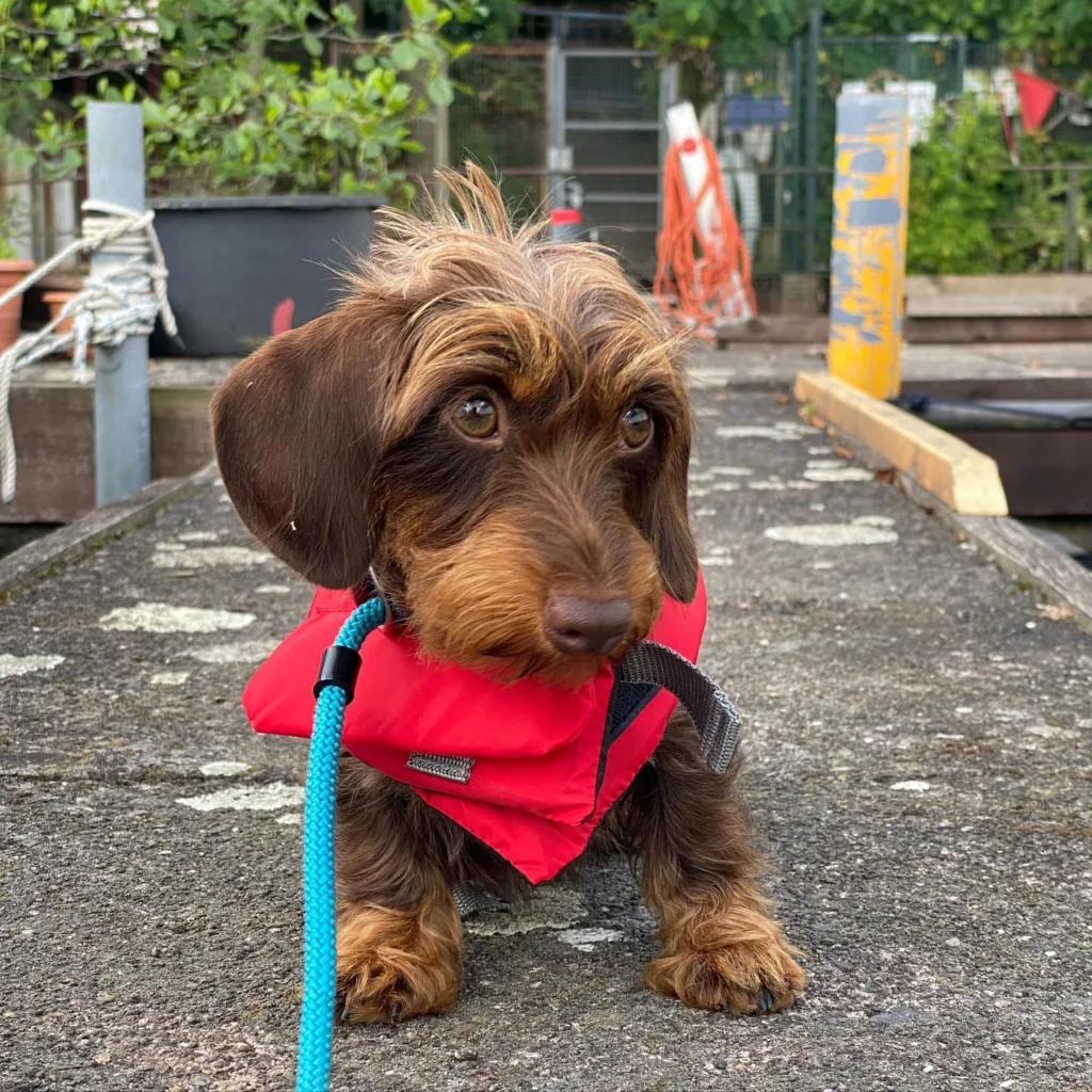 Long haired dachshund