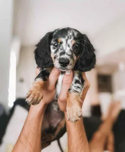 long haired red dachshund