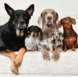 Black and tan dachshund long hair