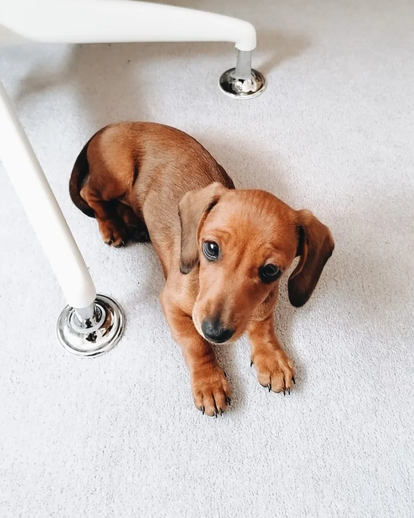 Adult long haired dachshund