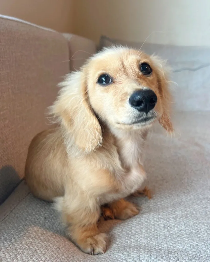 shaded cream long haired miniature dachshund