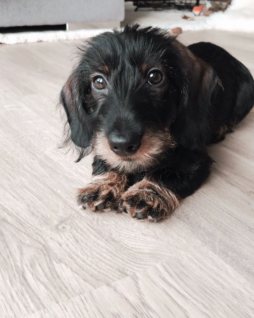 shaded cream long haired mini dachshund