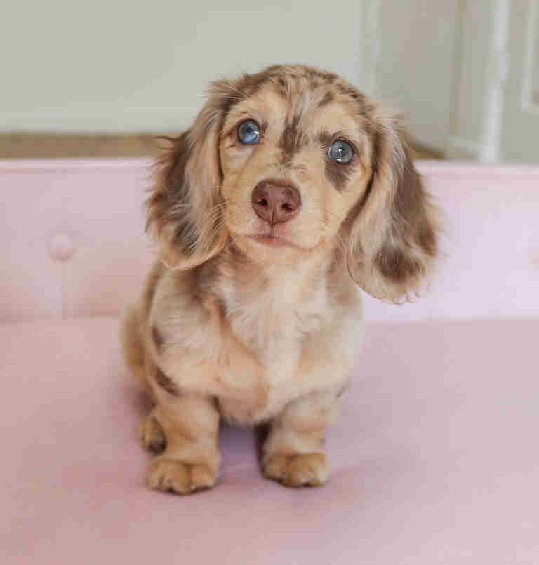 Piebald long haired dachshund