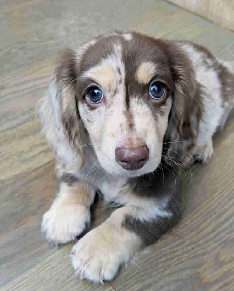 Miniature long haired dachshund puppy