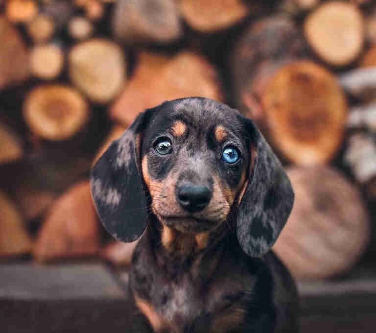 Dachshund Puppies For Sale MI