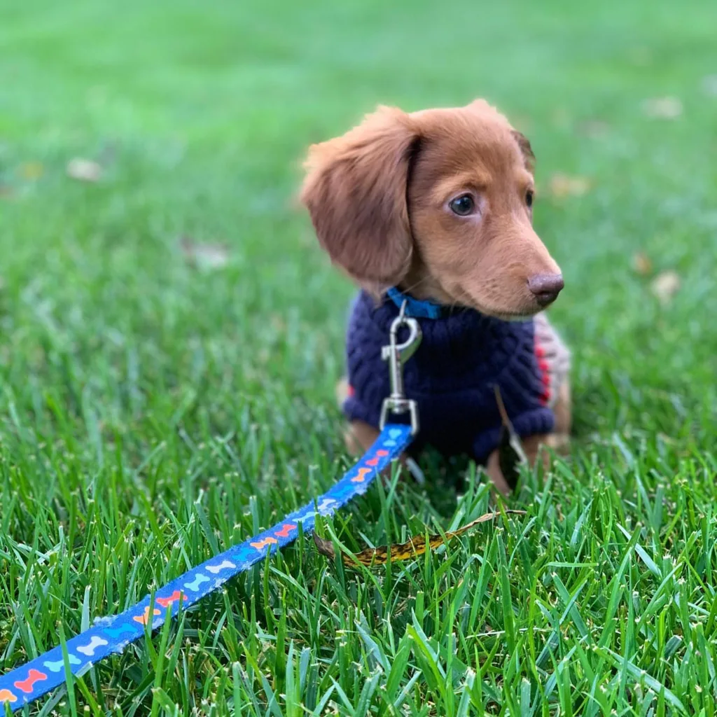 Mini long haired cream dachshund