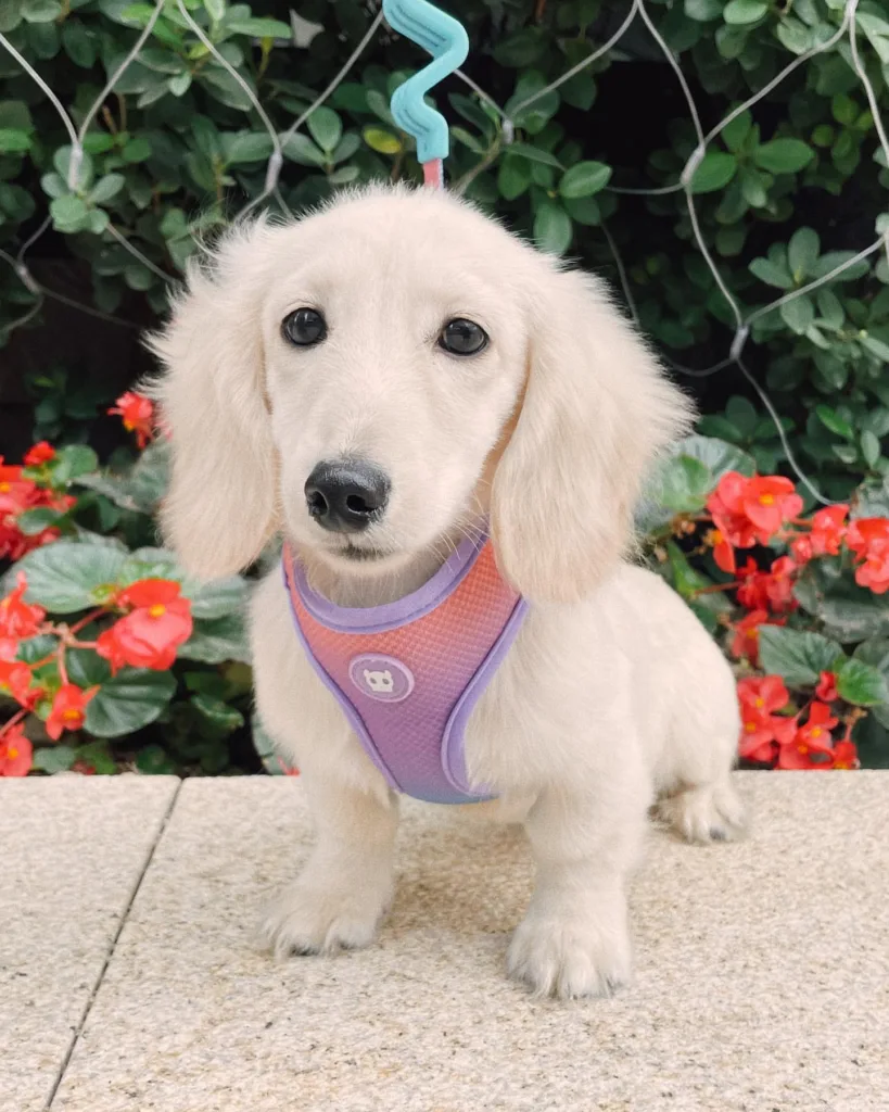 Dachshund Puppies for Sale in CO