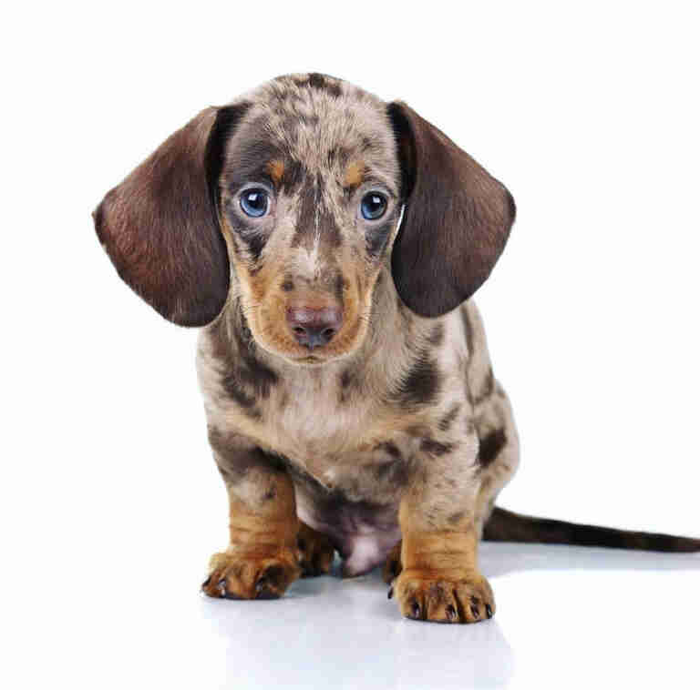 Brown long haired dachshund