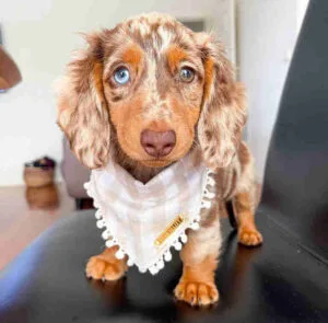 Black long haired dachshund