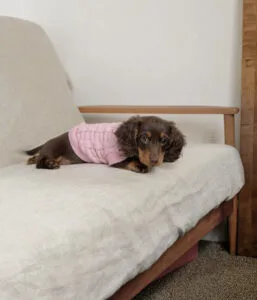 Dapple long haired dachshund puppies for sale