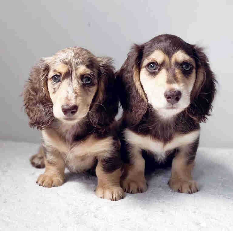 Dachshund long hair mini