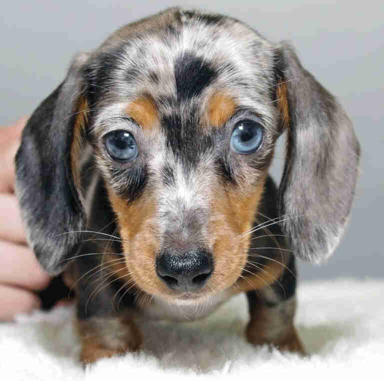 long hair cream mini dachshund