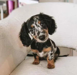 English cream long haired dachshunds