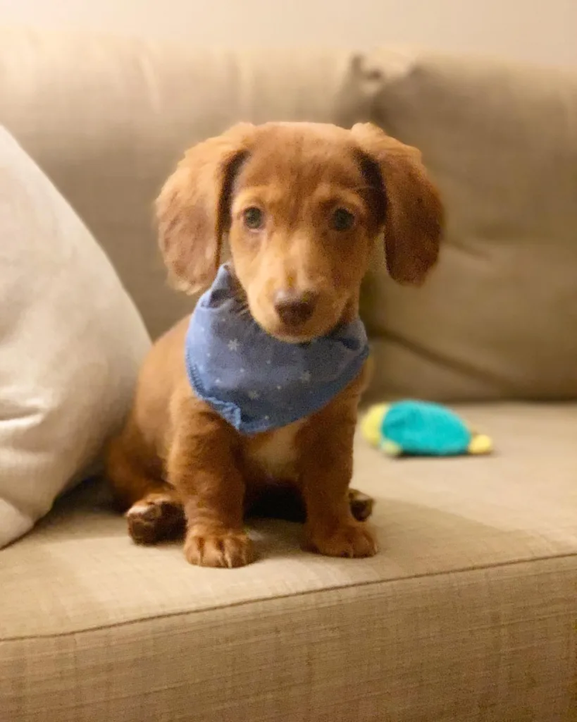 Chocolate long haired dachshund