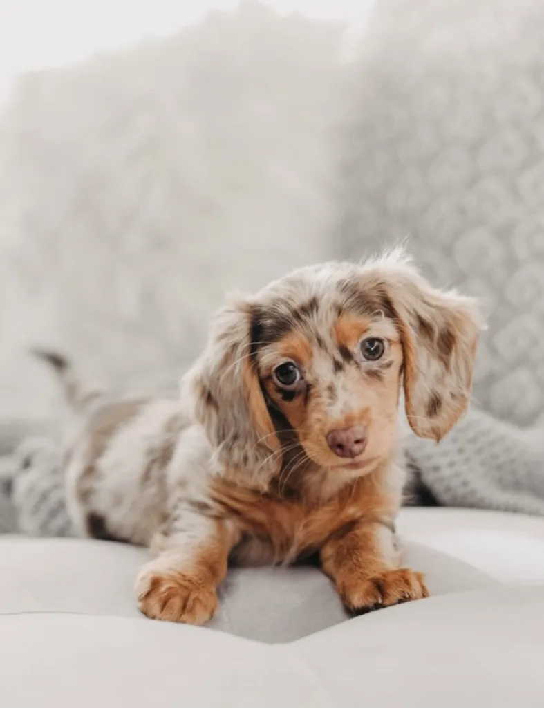 Long haired dapple mini dachshund