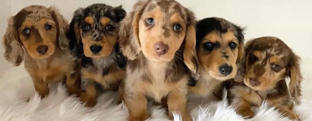 Blonde long hair dachshund