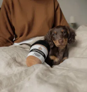 Red miniature long haired dachshund