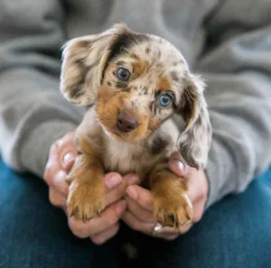 Miniature dapple dachshund long hair