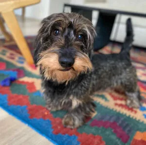 Cream long hair dachshund